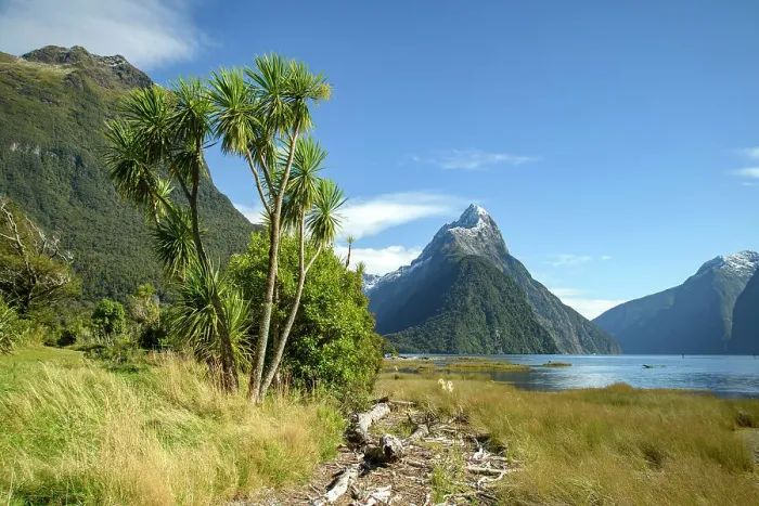 Framed Print : New Zealand; South Island, Fiordland National Park, Milford Sound, UNESCO World Heritage, Mitre Peak with Cabbage tree Framed Print : New Zealand; South Island, Fiordland National Park, Milford Sound, UNESCO World Heritage, Mitre Peak with Cabbage tree