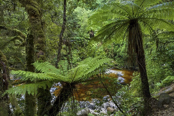 New Zealand, South Island, Kahurangi National Park, Oparara River