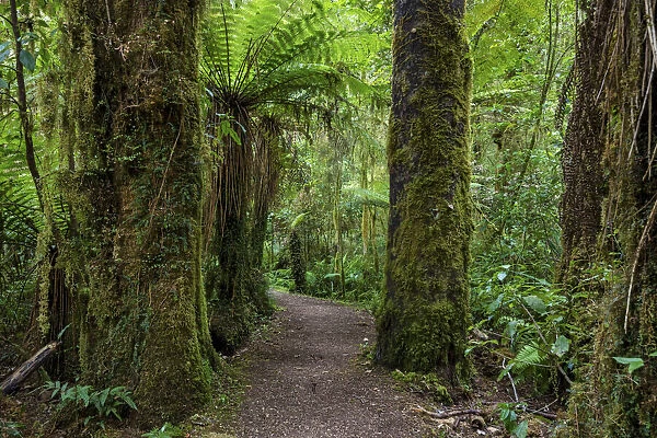 New Zealand, South Island, Kahurangi National Park, Oparara Valley Track