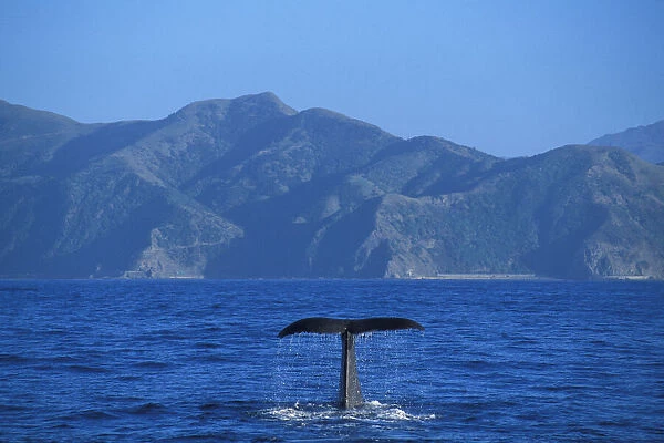New Zealand, South Island, Kaikoura, Whale Watch Cruise, Sperm Whale