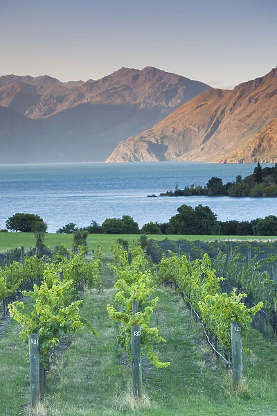 New Zealand, South Island, Otago, Wanaka, vineyard on Lake Wanaka
