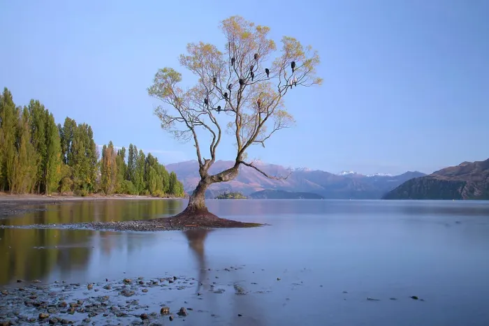 Framed Print : New Zealand, South Island, Otago, Wanaka Tree