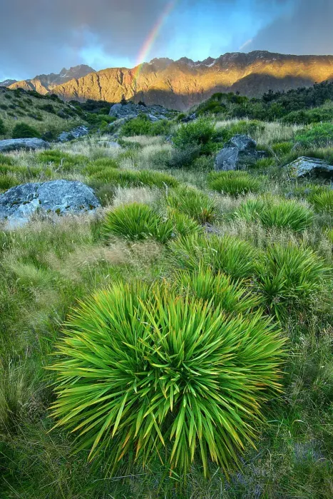 Framed Print : New Zealand, South Island, Southern Alps, Mount Cook National Park, Aoraki, Hooker valley srainbow, Aciphylla aurea Aciphylla aurea, known as taramea in Māori and golden speargrass