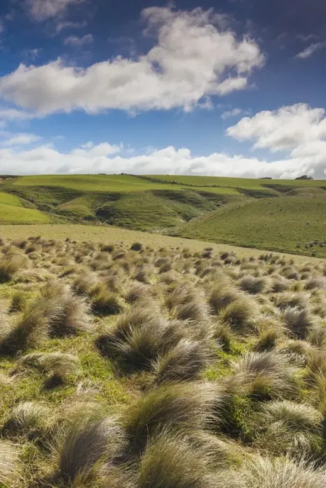 Framed Print : New Zealand, South Island, Southland, The Catlins, Slope Point, Southern-most point Framed Print : New Zealand, South Island, Southland, The Catlins, Slope Point, Southern-most point