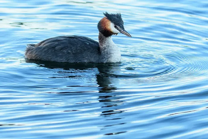 Framed Print : New Zealand, South Island, Wanaka, Australasian crested grebe, Pūteketeke, Podiceps cristatus Framed Print : New Zealand, South Island, Wanaka, Australasian crested grebe, Pūteketeke, Podiceps cristatus