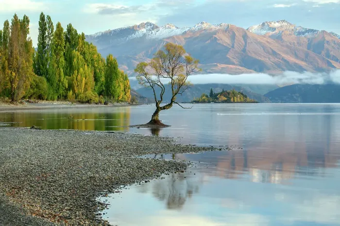 Framed Print : New Zealand, South Island, Wanaka, Wanaka Tree Framed Print : New Zealand, South Island, Wanaka, Wanaka Tree