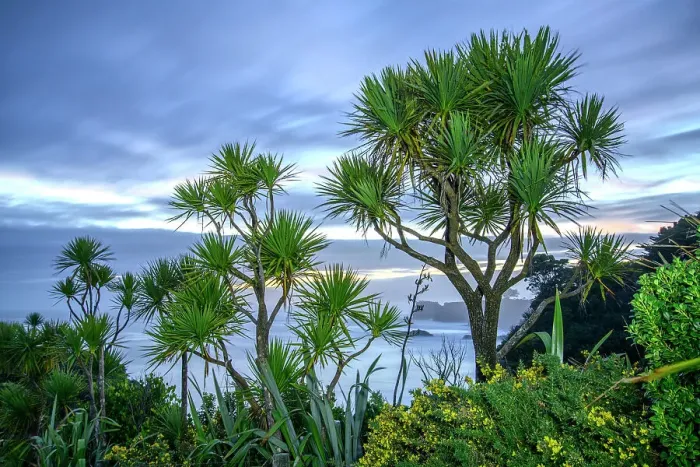 Framed Print : New Zealand, South Island, West Coast, Westport, Cape Foulwind, Cabbage Tree Framed Print : New Zealand, South Island, West Coast, Westport, Cape Foulwind, Cabbage Tree