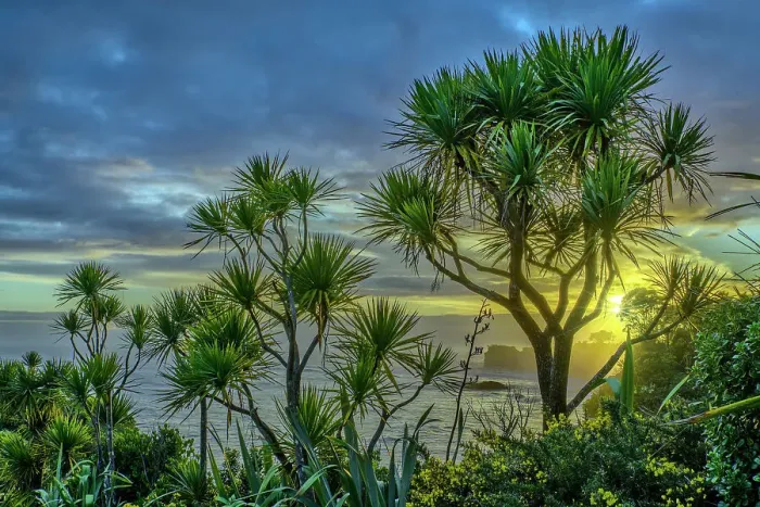 Framed Print : New Zealand, South Island, West Coast, Westport, Cape Foulwind, New Zealand cabbage tree, Cordyline australis Framed Print : New Zealand, South Island, West Coast, Westport, Cape Foulwind, New Zealand cabbage tree, Cordyline australis