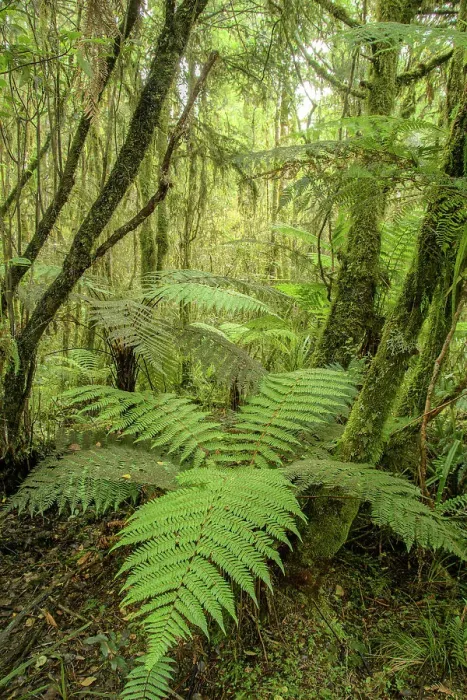 Framed Print : New Zealand, South Island, West Coast, Haast, Ship Creek, Swamp Forest Walk Framed Print : New Zealand, South Island, West Coast, Haast, Ship Creek, Swamp Forest Walk