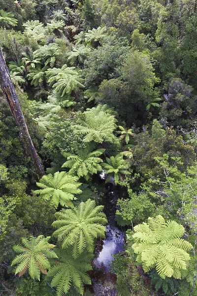 New Zealand, South Island, West Coast, Hokitika, West Coast Treetops Walkway, elevated