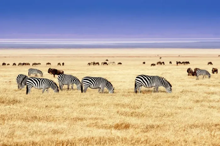 Framed Print : Ngorongoro Conservation Area, Tanzania, Africa. Zebras grazing on the savannah in Africa Framed Print : Ngorongoro Conservation Area, Tanzania, Africa. Zebras grazing on the savannah in Africa