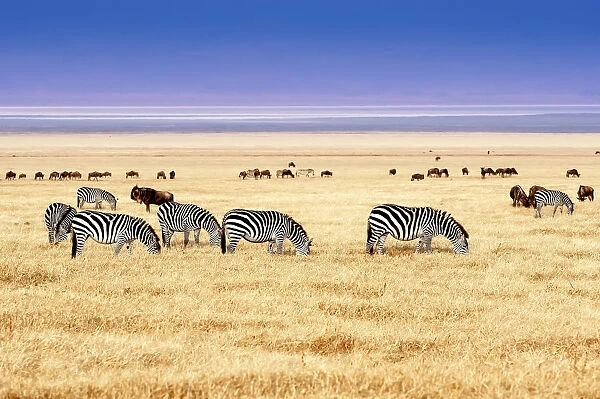 Ngorongoro Conservation Area, Tanzania, Africa. Zebras grazing on the savannah in Africa