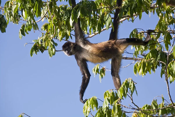 Nicaragua, Granada, Las Isletas, Howler monkey