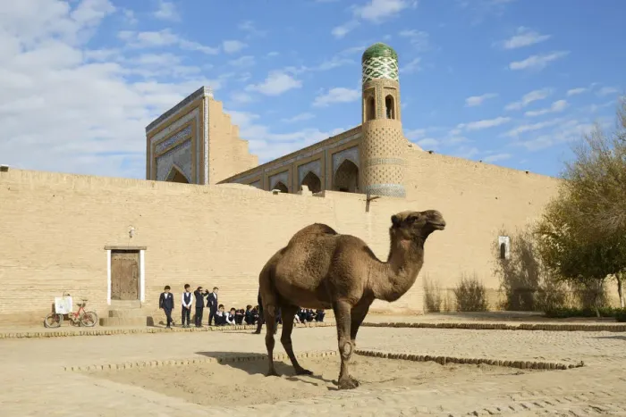 Framed Print : A nice dromedary. Khiva, Uzbekistan Framed Print : A nice dromedary. Khiva, Uzbekistan