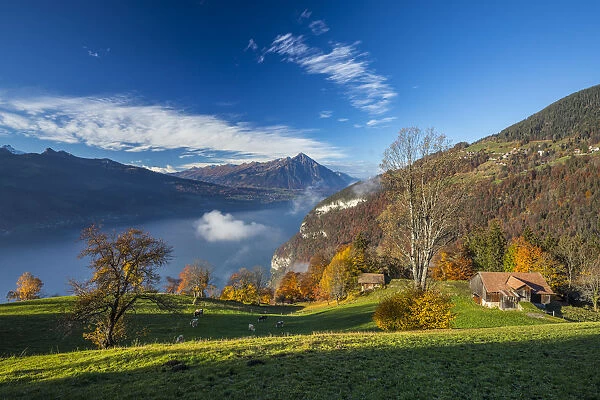 Niesen mountain and Lake Thun, Berner Oberland, Switzerland