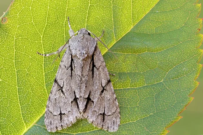 Framed Print : Night butterfly on leaf in backlight, Acronicta, Liguria, Italy Framed Print : Night butterfly on leaf in backlight, Acronicta, Liguria, Italy