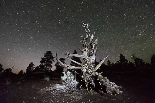 Night sky and Ponderosa Pine, Sunset Crater National Monument, Arizona, USA
