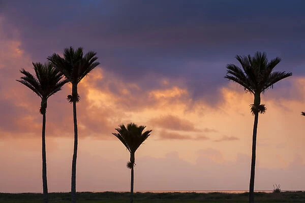Nikau Palm silhouettes at sunset, Karamea, West Coast, South Island, New Zealand