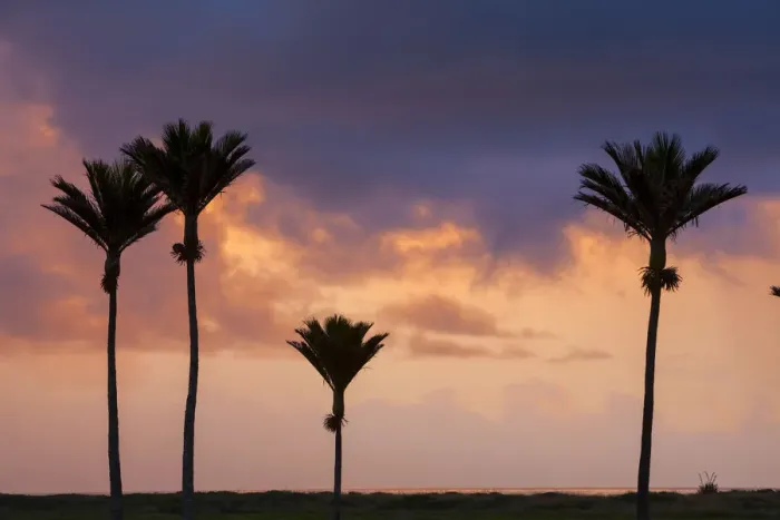Framed Print : Nikau Palm silhouettes at sunset, Karamea, West Coast, South Island, New Zealand Framed Print : Nikau Palm silhouettes at sunset, Karamea, West Coast, South Island, New Zealand