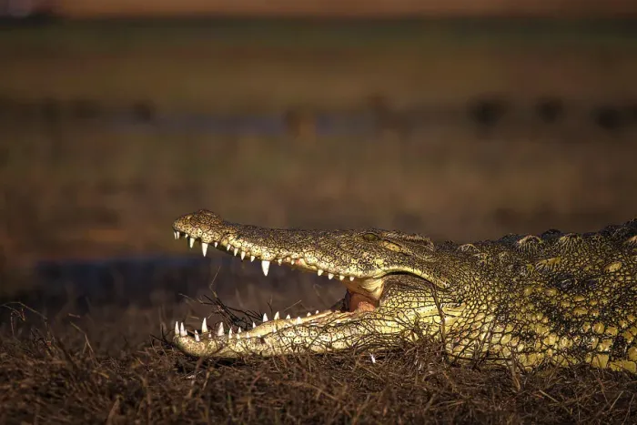 Framed Print : Nile Crocodile, Chobe River, Botswana Framed Print : Nile Crocodile, Chobe River, Botswana