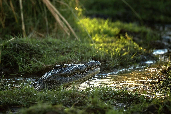 Nile Crocodile, Okavango Delta, Botswana