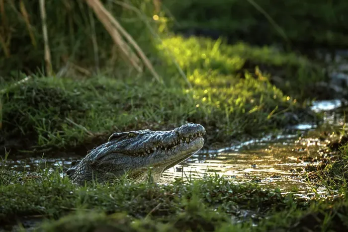 Framed Print : Nile Crocodile, Okavango Delta, Botswana Framed Print : Nile Crocodile, Okavango Delta, Botswana