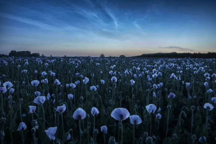 Framed Print : Noctilucent clouds over Opium poppy field, Bere Regis, Dorset, England, UK Framed Print : Noctilucent clouds over Opium poppy field, Bere Regis, Dorset, England, UK