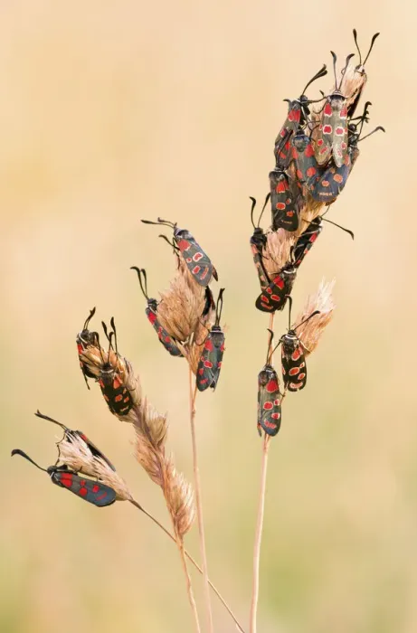 Framed Print : The nocturnal roost of twenty-one specimens of Moth (Zygaena carniolica) Framed Print : The nocturnal roost of twenty-one specimens of Moth (Zygaena carniolica)