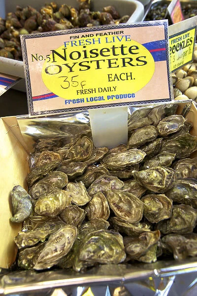 Noisette Oysters, Jersey, Channel Islands