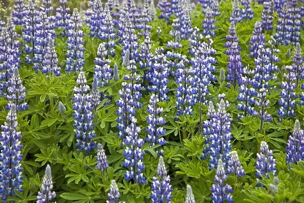 Nootka lupins (Lupinus nootkatensis) growing at Faskrudsfjordur, a small fishing village in the far east of Iceland. Lupins were brought to Iceland in 1885 to fertilize soil in land reclamation areas. They are now naturalized throughout