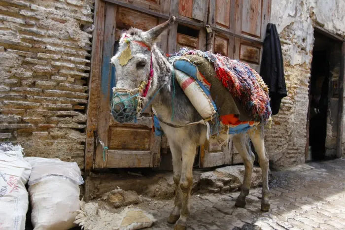 Framed Print : North Africa, Morocco, Fez. Donkey