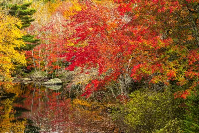 Framed Print : North America, Nova Scotia, Maritimes, Caledonia, Kejimkujik National Park, autumn forest Framed Print : North America, Nova Scotia, Maritimes, Caledonia, Kejimkujik National Park, autumn forest
