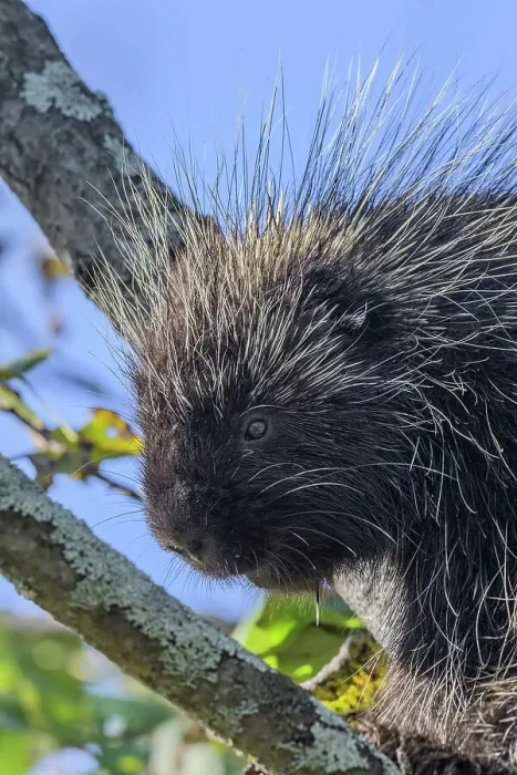 Framed Print : North American Porcupine (Erethizon dorsatum), Muskoka, Ontario, Canada Framed Print : North American Porcupine (Erethizon dorsatum), Muskoka, Ontario, Canada