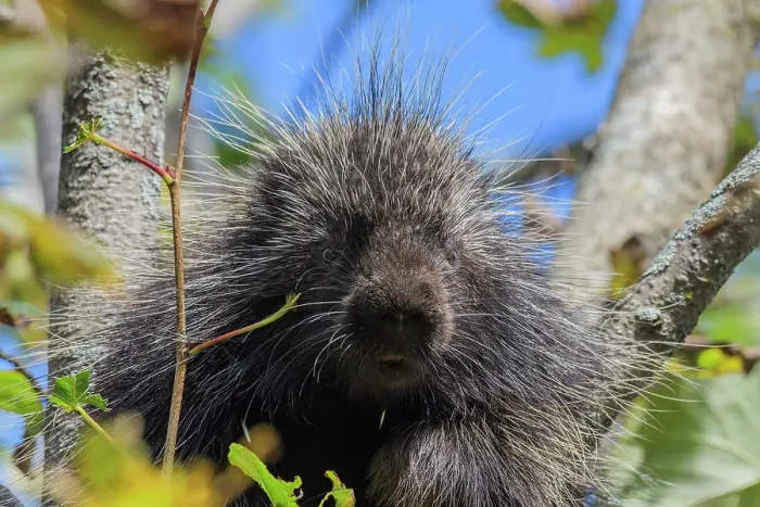 Framed Print : North American Porcupine (Erethizon dorsatum), Muskoka, Ontario, Canada Framed Print : North American Porcupine (Erethizon dorsatum), Muskoka, Ontario, Canada