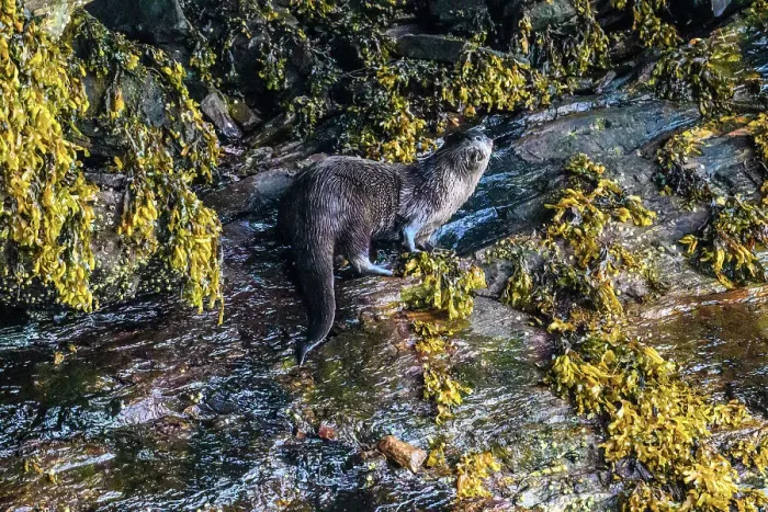 Framed Print : North American river otter (Lontra canadensis), Shrimp Bay, Alaska, USA Framed Print : North American river otter (Lontra canadensis), Shrimp Bay, Alaska, USA
