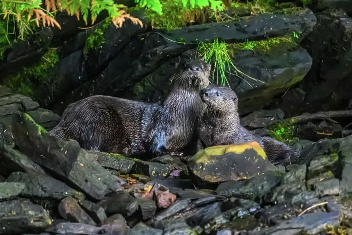 Framed Print : North American river otter (Lontra canadensis), Shrimp Bay, Alaska, USA