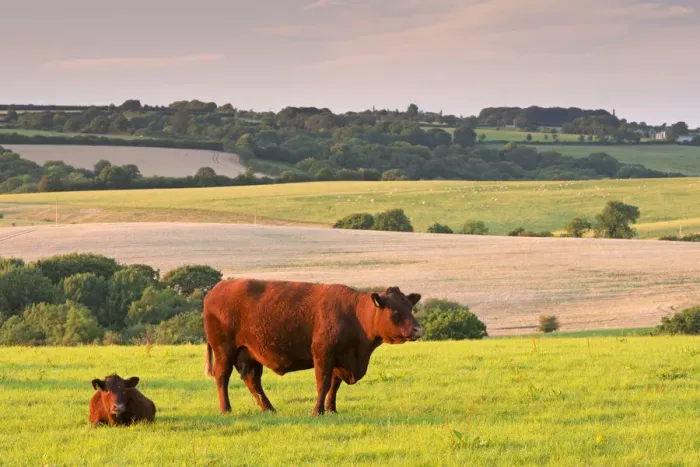 Framed Print : North Devon Red Ruby cattle grazing in the rolling countryside, Black Dog, Devon, England Framed Print : North Devon Red Ruby cattle grazing in the rolling countryside, Black Dog, Devon, England