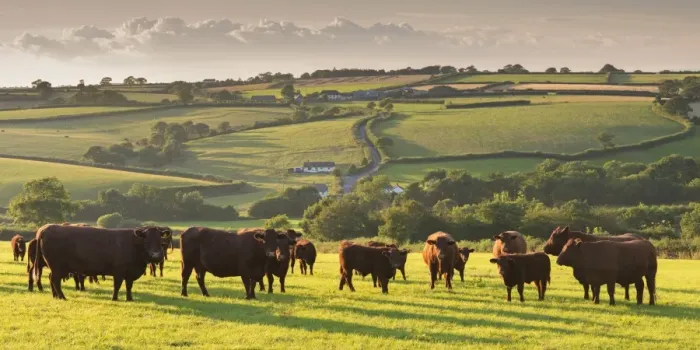 Framed Print : North Devon Red Ruby cattle herd grazing in the rolling countryside, Black Dog, Devon, England