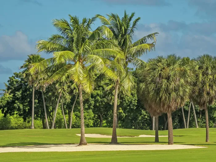 Framed Print : North Sound Golf Club on Grand Cayman, Cayman Islands, British West Indies Framed Print : North Sound Golf Club on Grand Cayman, Cayman Islands, British West Indies