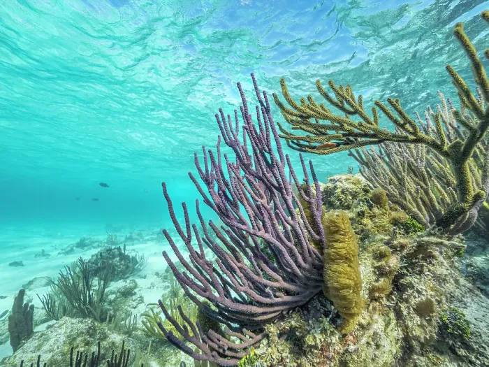 Framed Print : North Sound Reefscape, Grand Cayman, Cayman Islands, British West Indies Framed Print : North Sound Reefscape, Grand Cayman, Cayman Islands, British West Indies