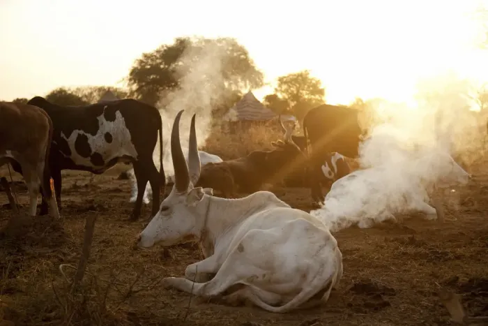 Framed Print : Northern Bahr el Ghazal, South Sudan. Dawn at a Cattle camp Framed Print : Northern Bahr el Ghazal, South Sudan. Dawn at a Cattle camp