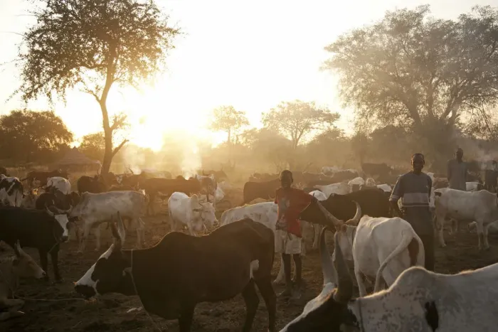 Framed Print : Northern Bahr el Ghazal, South Sudan. Dawn at a Cattle camp Framed Print : Northern Bahr el Ghazal, South Sudan. Dawn at a Cattle camp