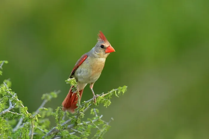 Framed Print : Northern Cardinal (Cardinalis cardinalis) Female, Rio Grande City, Texas, USA Framed Print : Northern Cardinal (Cardinalis cardinalis) Female, Rio Grande City, Texas, USA