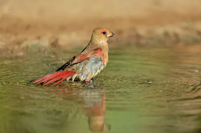 Framed Print : Northern Cardinal (Cardinalis cardinalis) Juvenile bathing in pond, Rio Grande City, Texas, USA Framed Print : Northern Cardinal (Cardinalis cardinalis) Juvenile bathing in pond, Rio Grande City, Texas, USA