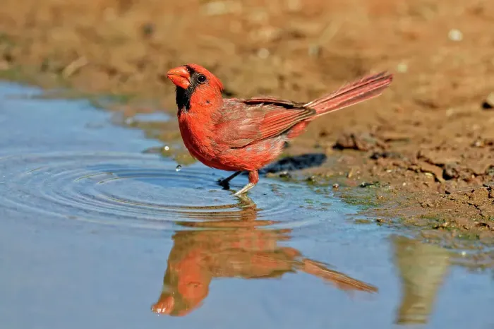 Framed Print : Northern Cardinal (Cardinalis cardinalis) Male, Rio Grande City, Texas, USA Framed Print : Northern Cardinal (Cardinalis cardinalis) Male, Rio Grande City, Texas, USA