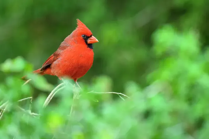 Framed Print : Northern Cardinal (Cardinalis cardinalis) Male, Edinburg Scenic Wetlands, Edinburg, Texas, USA Framed Print : Northern Cardinal (Cardinalis cardinalis) Male, Edinburg Scenic Wetlands, Edinburg, Texas, USA