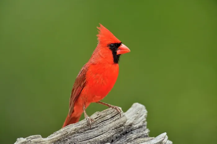 Framed Print : Northern Cardinal (Cardinalis cardinalis) Male, Rio Grande City, Texas, USA Framed Print : Northern Cardinal (Cardinalis cardinalis) Male, Rio Grande City, Texas, USA