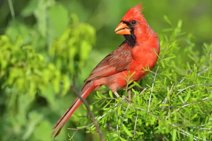 Framed Print : Northern Cardinal (Cardinalis cardinalis) Male, Rio Grande City, Texas, USA Framed Print : Northern Cardinal (Cardinalis cardinalis) Male, Rio Grande City, Texas, USA