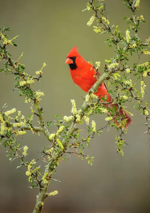 Framed Print : Northern Cardinal (Cardinalis cardinalis) Male, Santa Clara Ranch, Starr County, Texas, USA Framed Print : Northern Cardinal (Cardinalis cardinalis) Male, Santa Clara Ranch, Starr County, Texas, USA