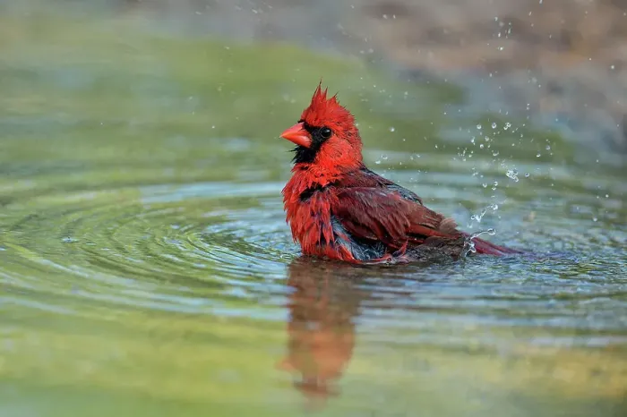 Framed Print : Northern Cardinal (Cardinalis cardinalis) Male bathing, Rio Grande City, Texas, USA Framed Print : Northern Cardinal (Cardinalis cardinalis) Male bathing, Rio Grande City, Texas, USA
